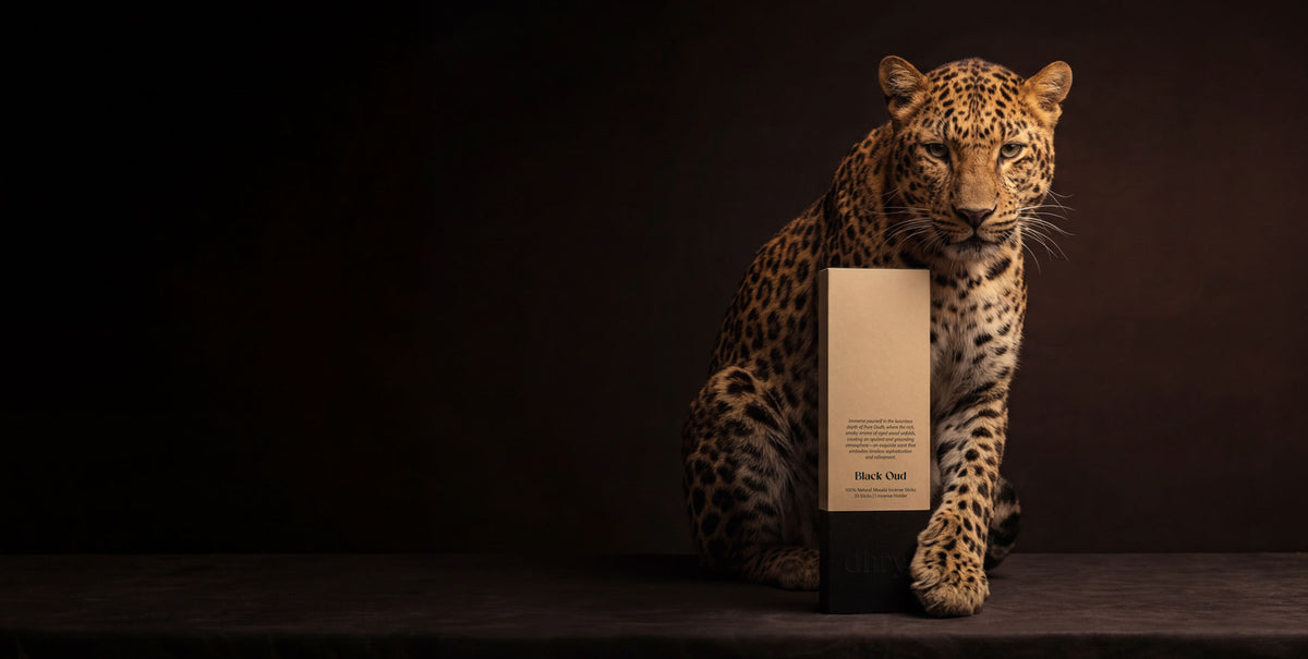 Leopard sitting beside a Black Oud incense box in a dark, moody setting